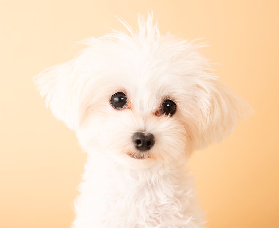 犬